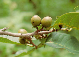 ตับเต่าต้น Diospyros ehretioides  Wall. ex G.Don<br/>EBENACEAE